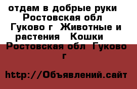 отдам в добрые руки - Ростовская обл., Гуково г. Животные и растения » Кошки   . Ростовская обл.,Гуково г.